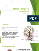 Arteria Temporal Superficial