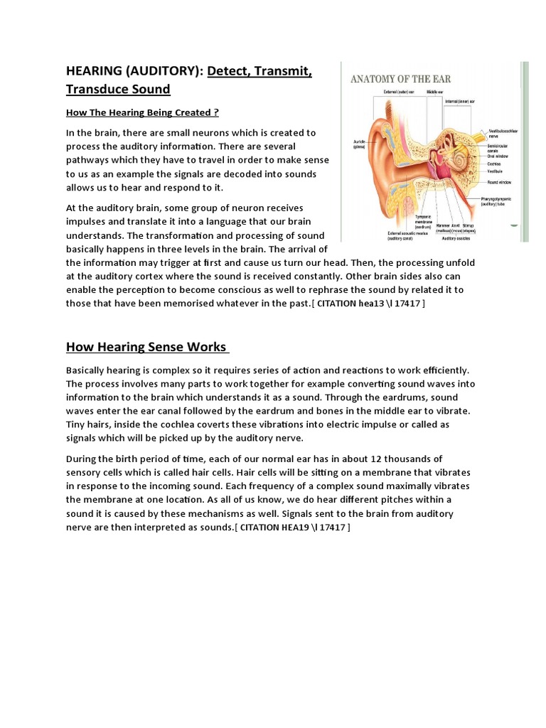 HEARING (AUDITORY) : Detect, Transmit, Transduce Sound: How The Hearing ...
