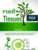 plant tissue roots stem
