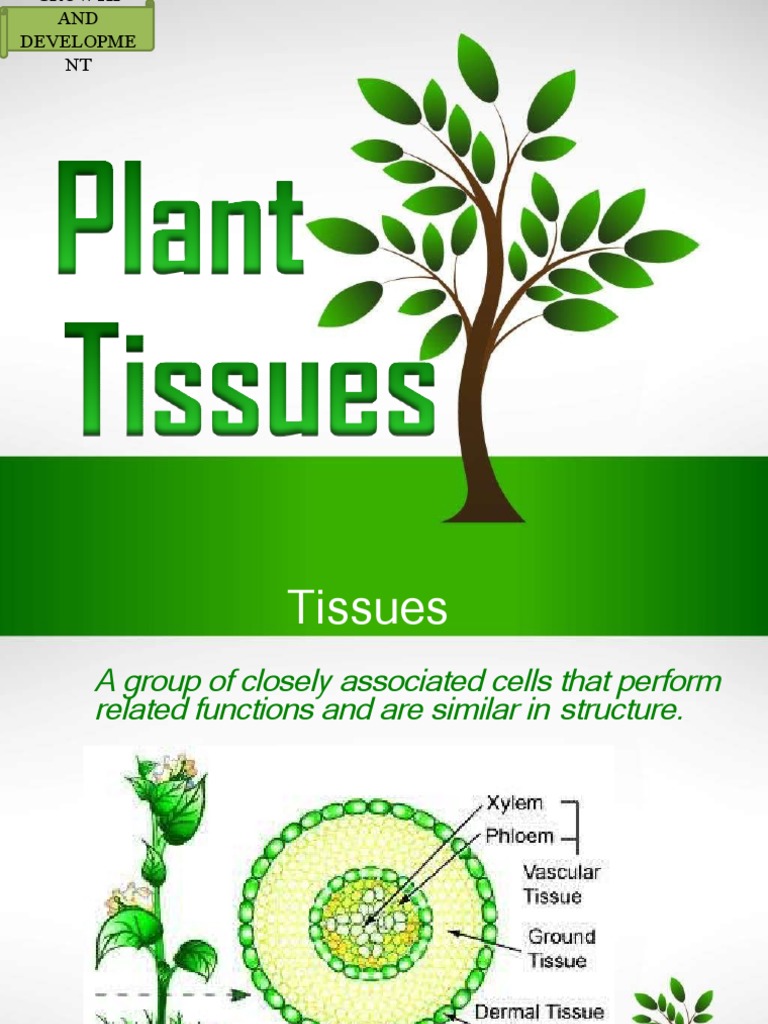 Plant Tissue Growth and Functions | PDF | Tissue (Biology) | Root