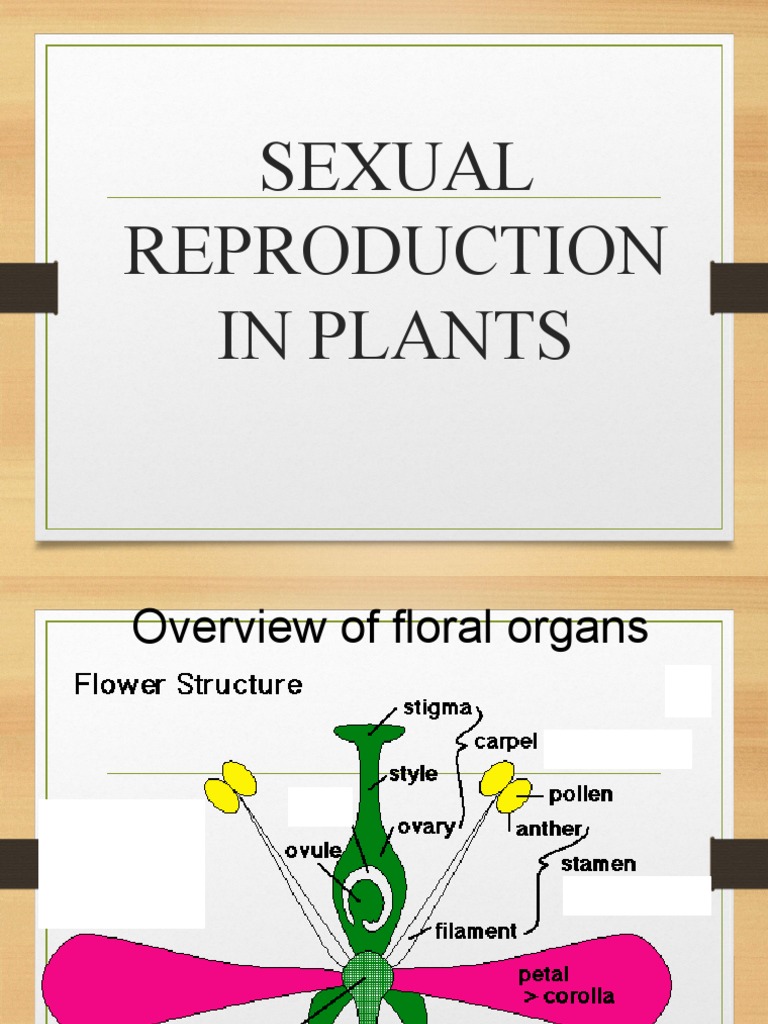 Sexual Reproduction | PDF | Flowers | Fertilisation