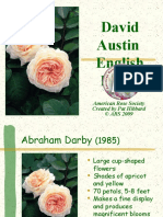 David - Austin - English - Roses