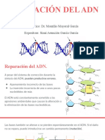 Reparación Del DNA