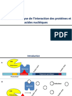 Empreinte Dnase Gene Raporter