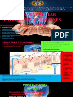 Membrana Celular Estructura, Funcion y Patologias (Turno 11-1pm)