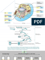 Cell Fractionation