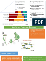 Analisis Grafico Especies