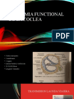 Anatomia functional de la coclea