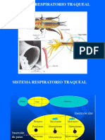 8.clase INSECTA 4. Sistemas. Respiratorio - Glandular PDF