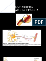 La barrera hematoencefálica protege al cerebro