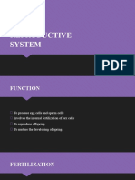 Human Reproductive System