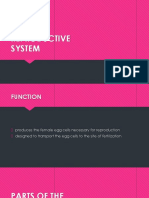 Female Reproductive System