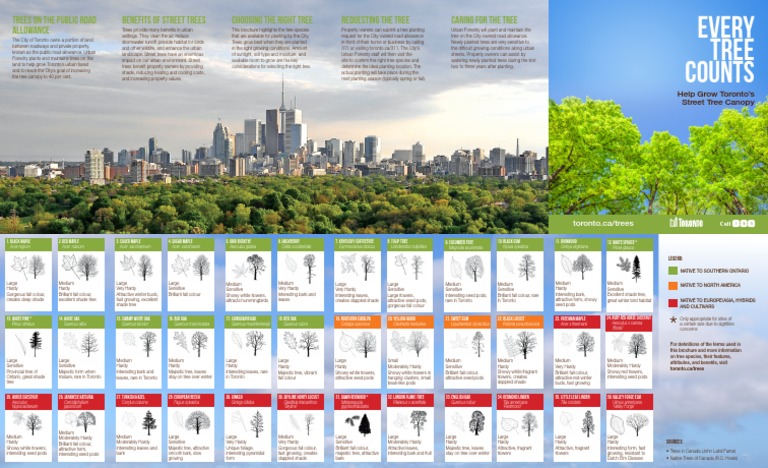 Toronto Street Tree Planting Guide | PDF | Trees | Plant Life Form