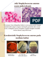 Karakteristik mikroskopis dan uji Staphylococcus aureus