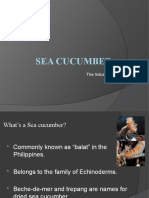 Sea Cucumber: The Industry Analysis