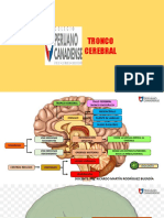 4TO EL TRONCO CEREBRAL