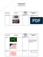 Pengamatan Bakteri - PDF'