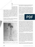 Clave Especies Aspergillus - Samson Et Al 2010