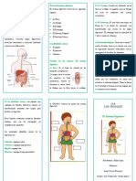 Triptico Sistema Digestivo