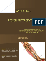 Antebrazo - Región Antero-Externa