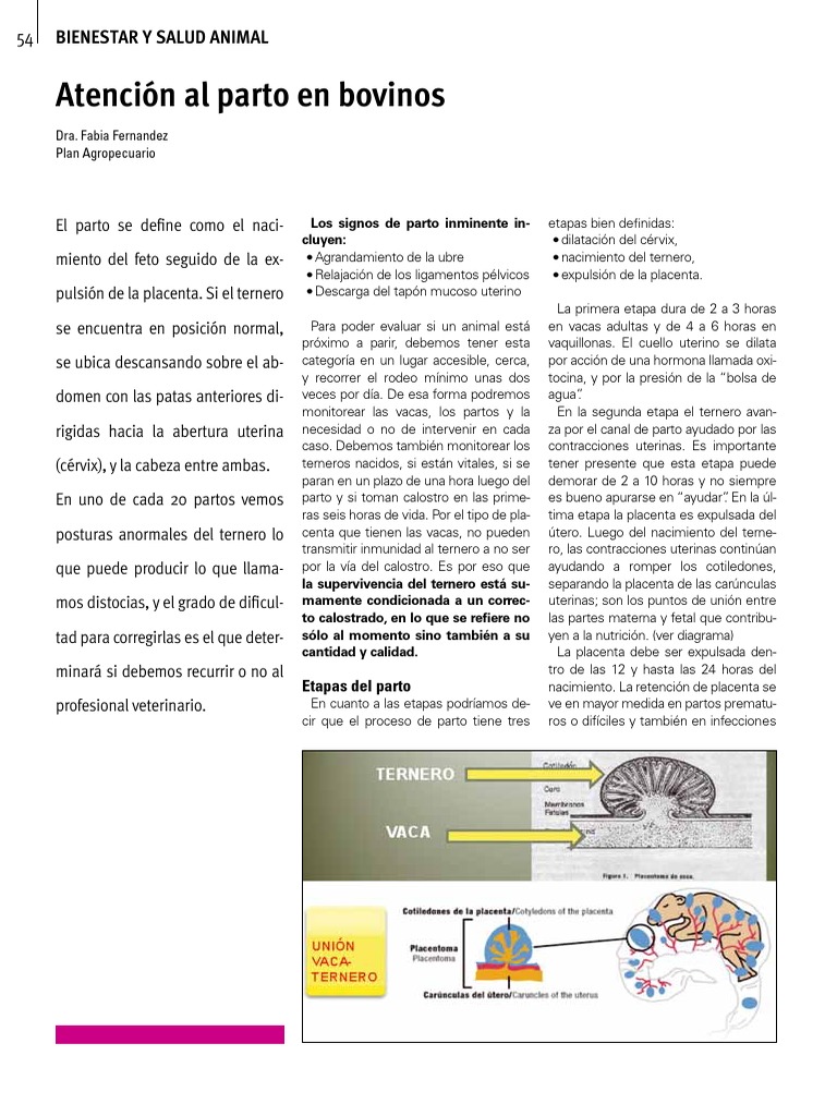Atención A Partos Bovinos | PDF | Parto | Vacas