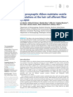 The Presynaptic Ribbon Maintains Vesicle Populations at The Hair Cell Afferent Fiber Synapse