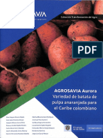 Producción de Batata Aurora Con Criterios Agroecologicos