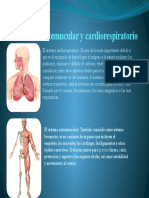 Afiche Del Sistema Osteomuscular y Cardiorespiratorio