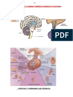 Hipofisis (Glandula Pituitaria)