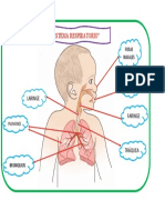 El Sistema Respiratorio