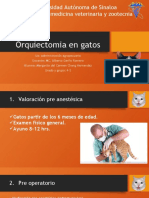 Orquiectomia en Gatos