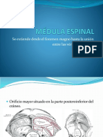 Médula Espinal-1