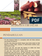 6.budidaya Ubi Jalar