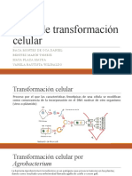 Tipos de Transformacion Celular