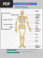 Lista Dos 206 Ossos Do Corpo Humano | PDF | Coluna vertebral | Vértebra