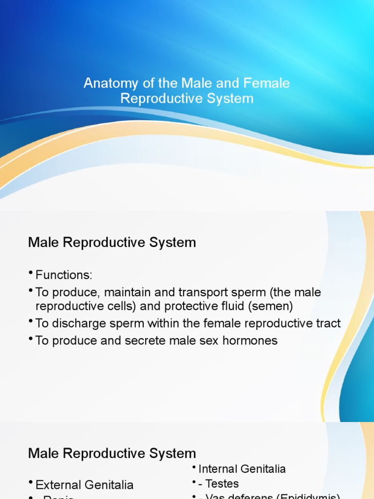 Anatomy of The Male and Female Reproductive System | PDF | Social ...