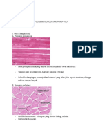 Histologi J. Otot