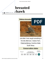 Rufous-Breasted Sparrowhawk - Wikipedia