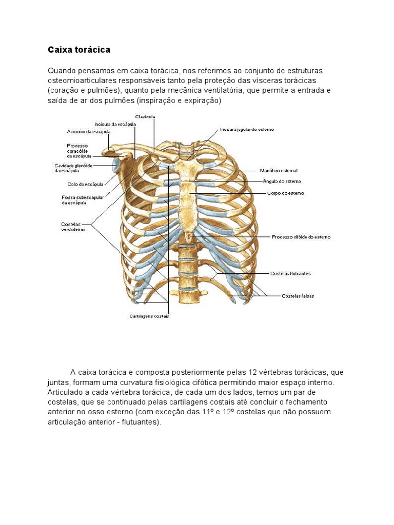 Caixa torácica | PDF | Tórax (anatomia humana) | Sistema Esquelético