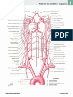 Atlas de Anatomia Humana Netter 6ed Medilibros - Com 78