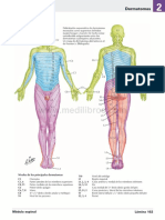 Dermatomas y sistema nervioso simpático