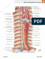 Atlas de Anatomia Humana Netter 6ed Medilibros - Com 118