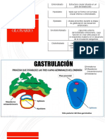 Tercera Semana de Desarrolo Embrionario