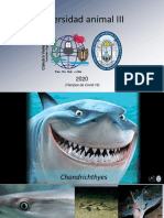 19 - Chondrichthyes 2020 - 1 - Generalidades