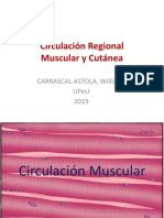 Circulación Muscular Cutanea