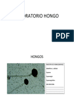 Presentación Hongos PDF