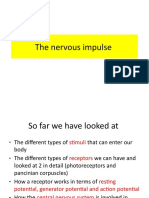 Understanding Nerve Impulses