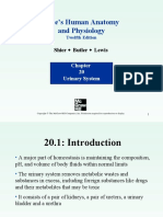 Urinary System