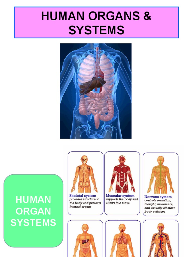 Human Organ Systems Overview | PDF | Pancreas | Human Digestive System