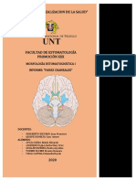 Investigación Formativa-Morfología (Neurología)